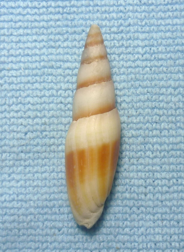 Mitra zonata